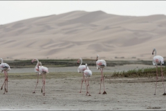 flamandrose-maroc-deux