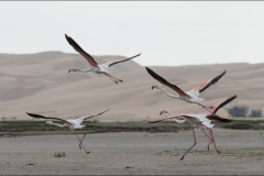 flamandrose-maroc-trois