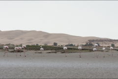 flamandrose-maroc-un