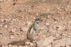 maroc-ecureil-quatre