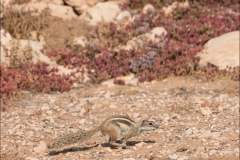 maroc-ecureil-trois