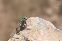 maroc-ecureil-un