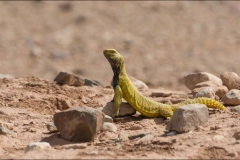 uromastyx-cinq