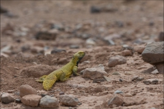 uromastyx-trois