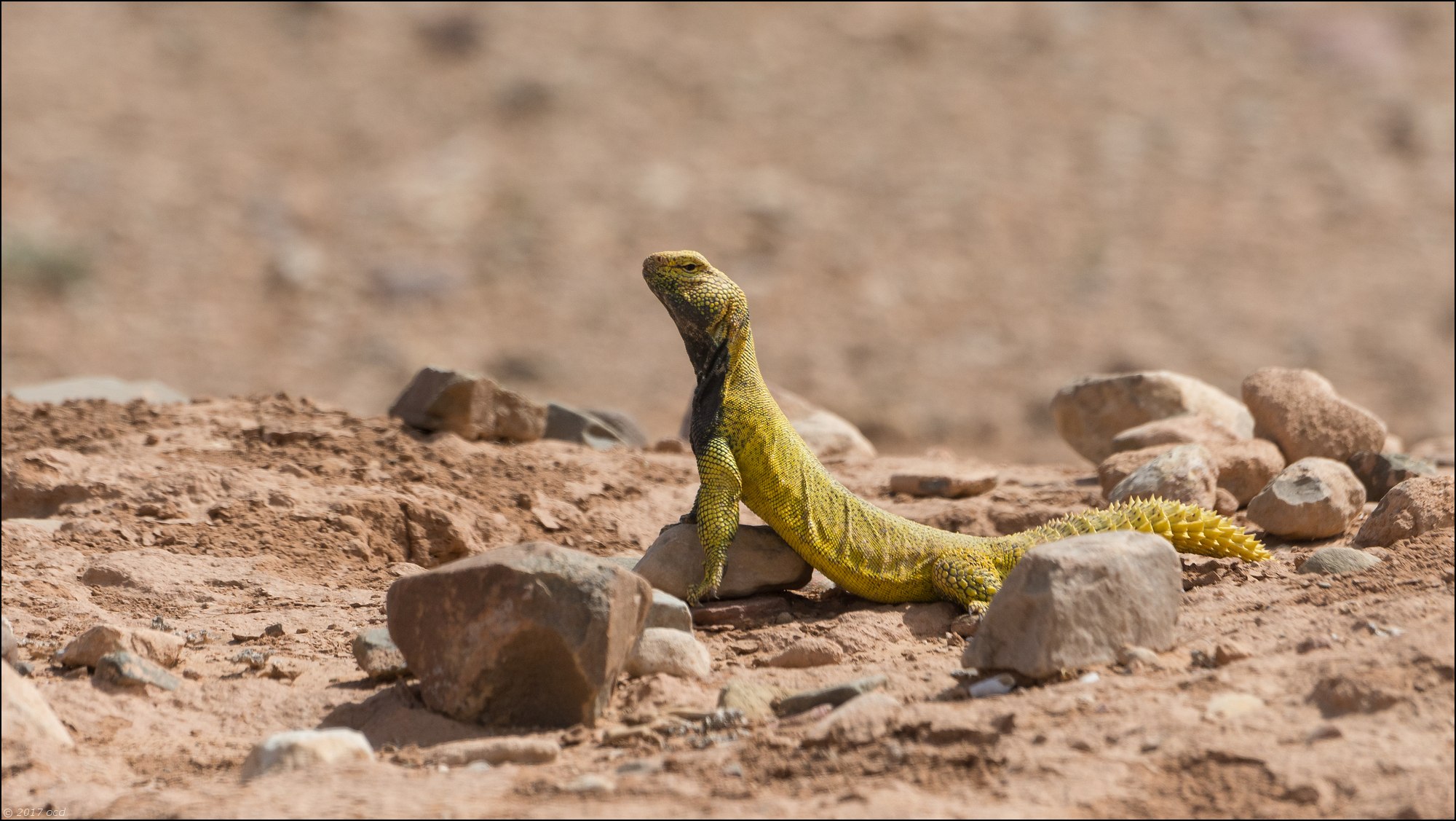 uromastyx-cinq