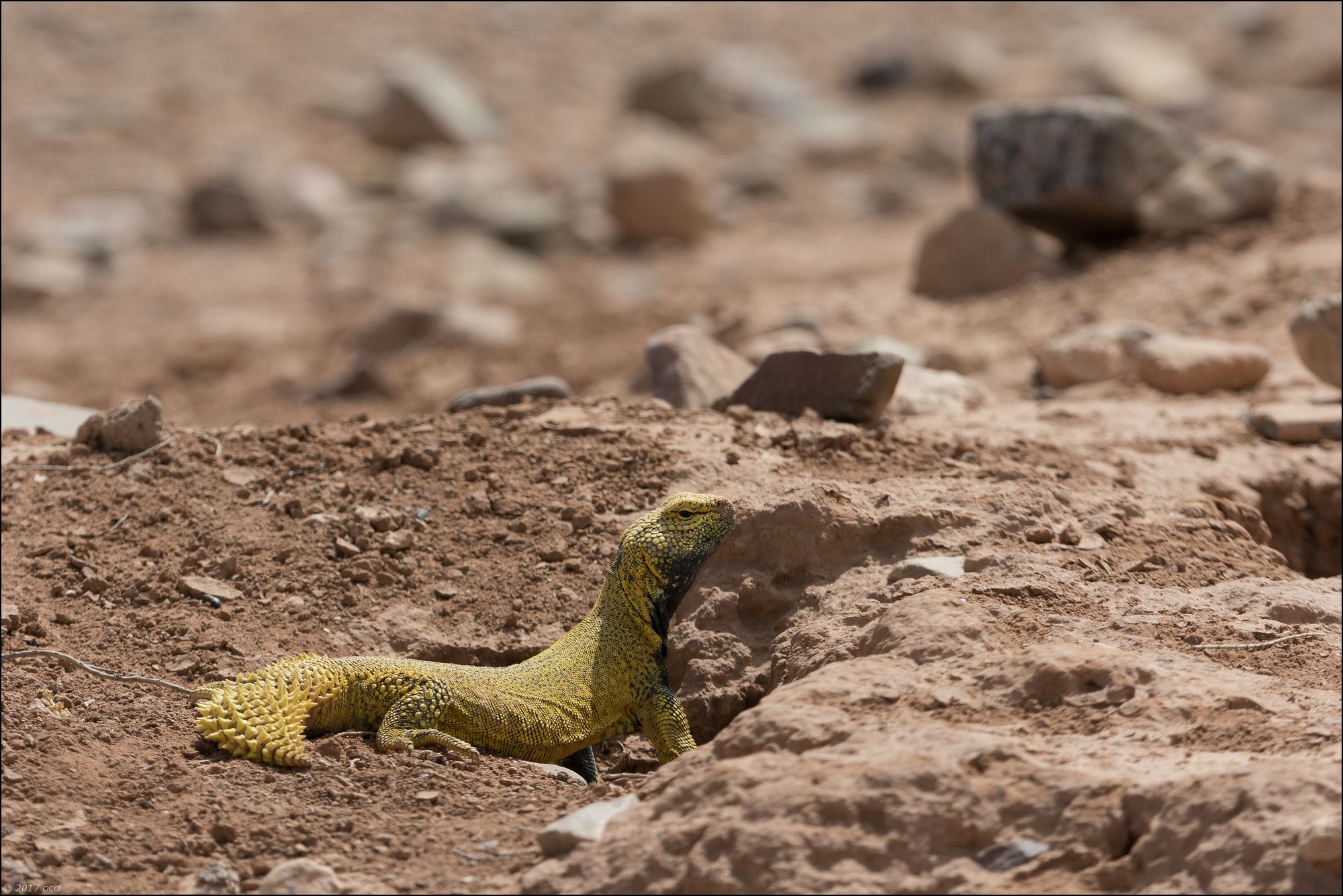 uromastyx-quatre