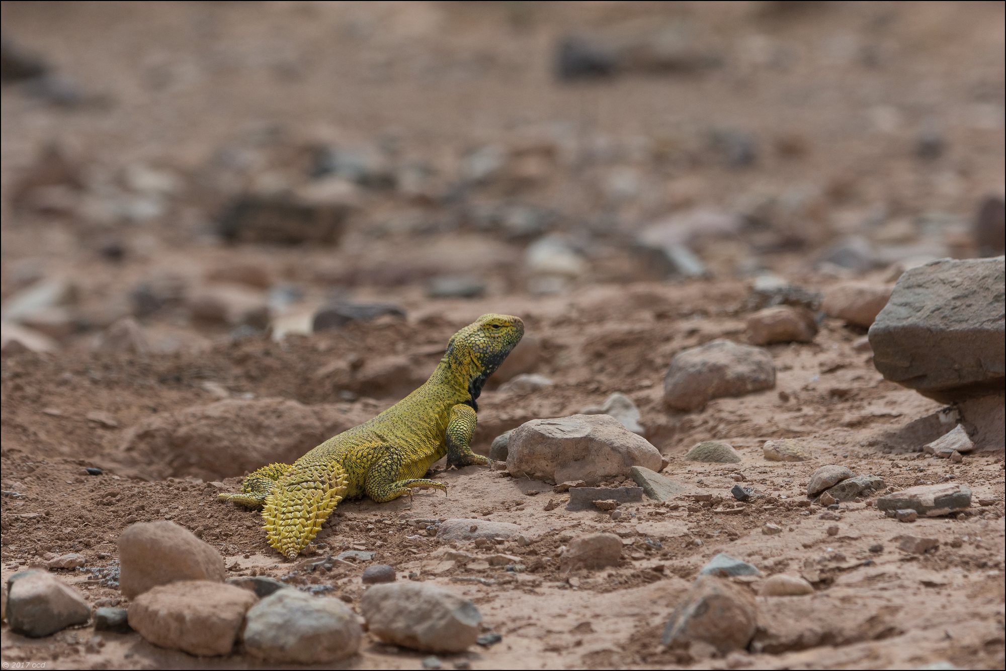 uromastyx-trois