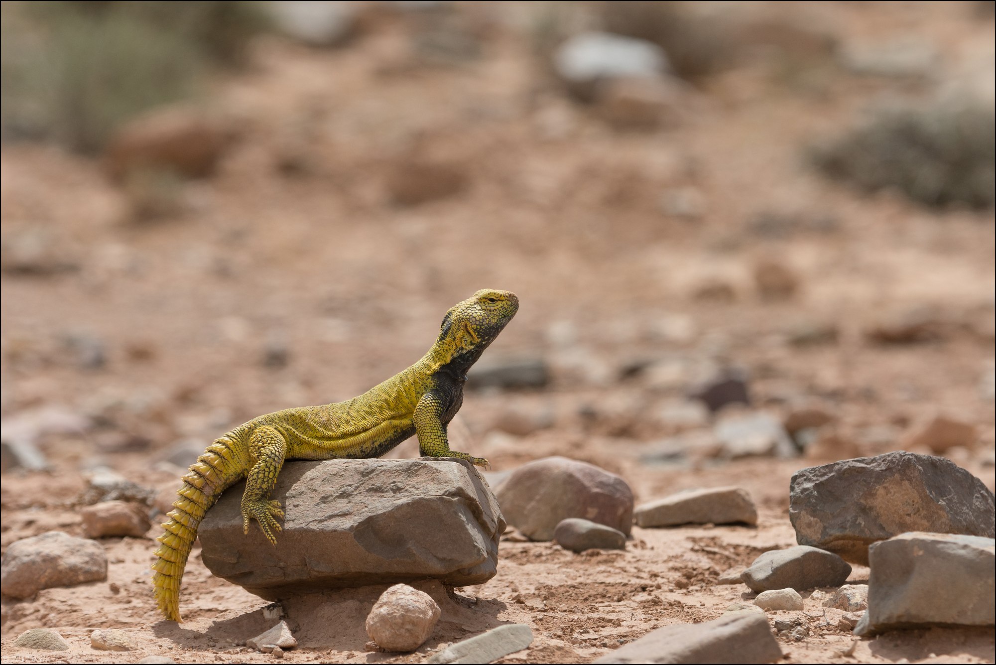 uromastyx-un