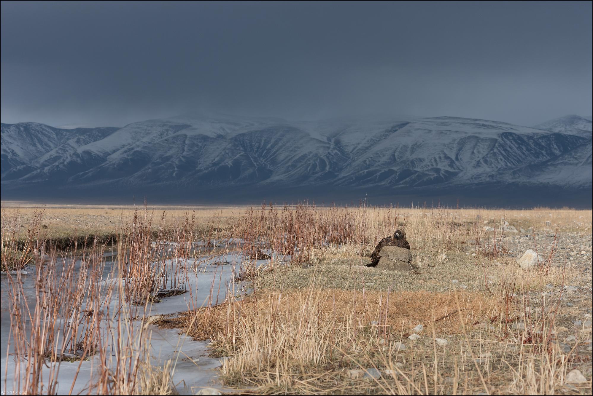 Mongolie-2017-38