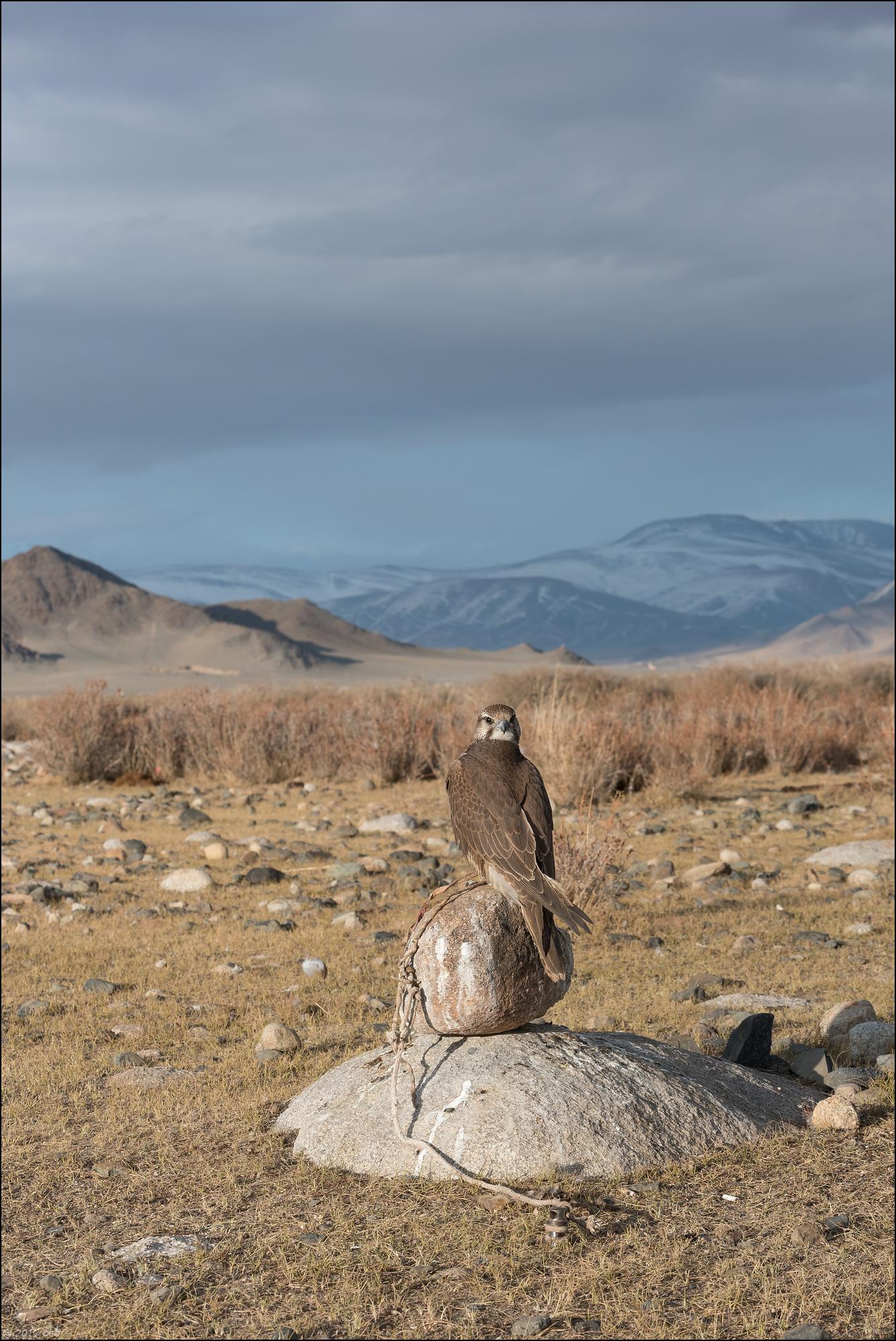 Mongolie-2017-44-2