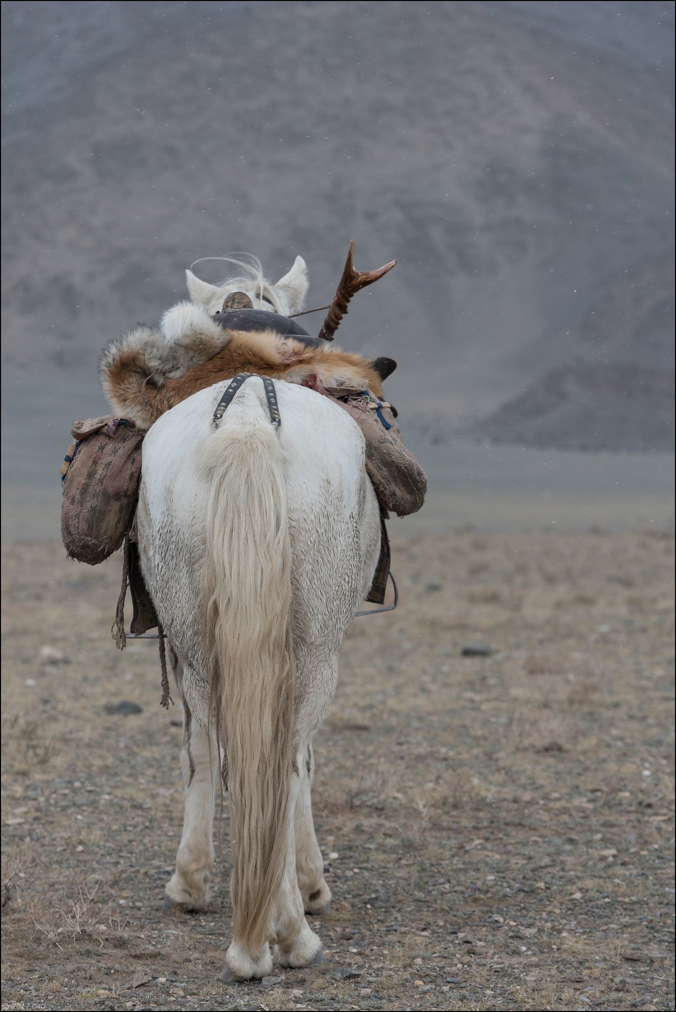 Mongolie-festival-quinze