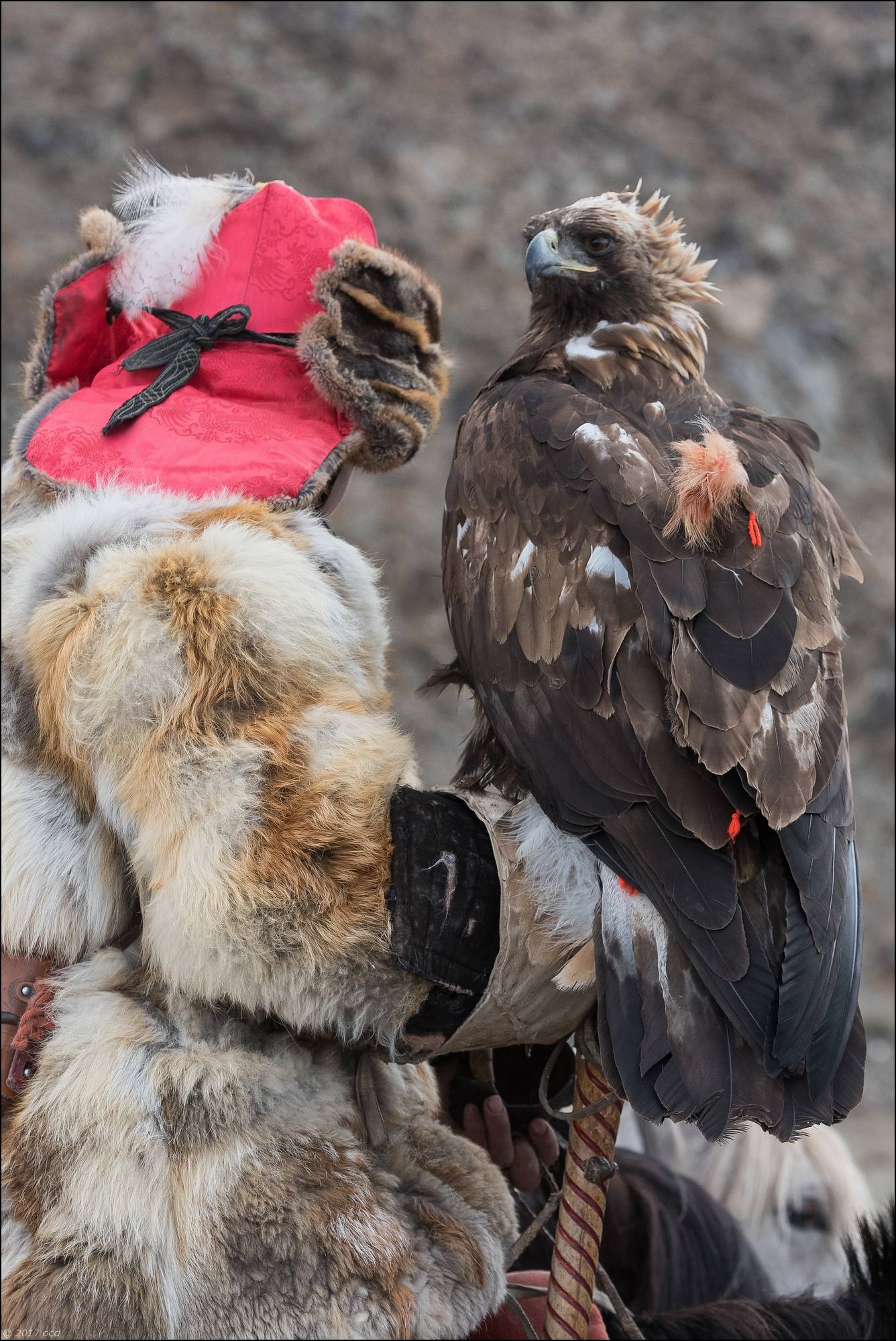 Mongolie-festival-vingtun