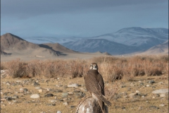 Mongolie-2017-44-2