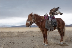Mongolie-2017- aigle-cheval