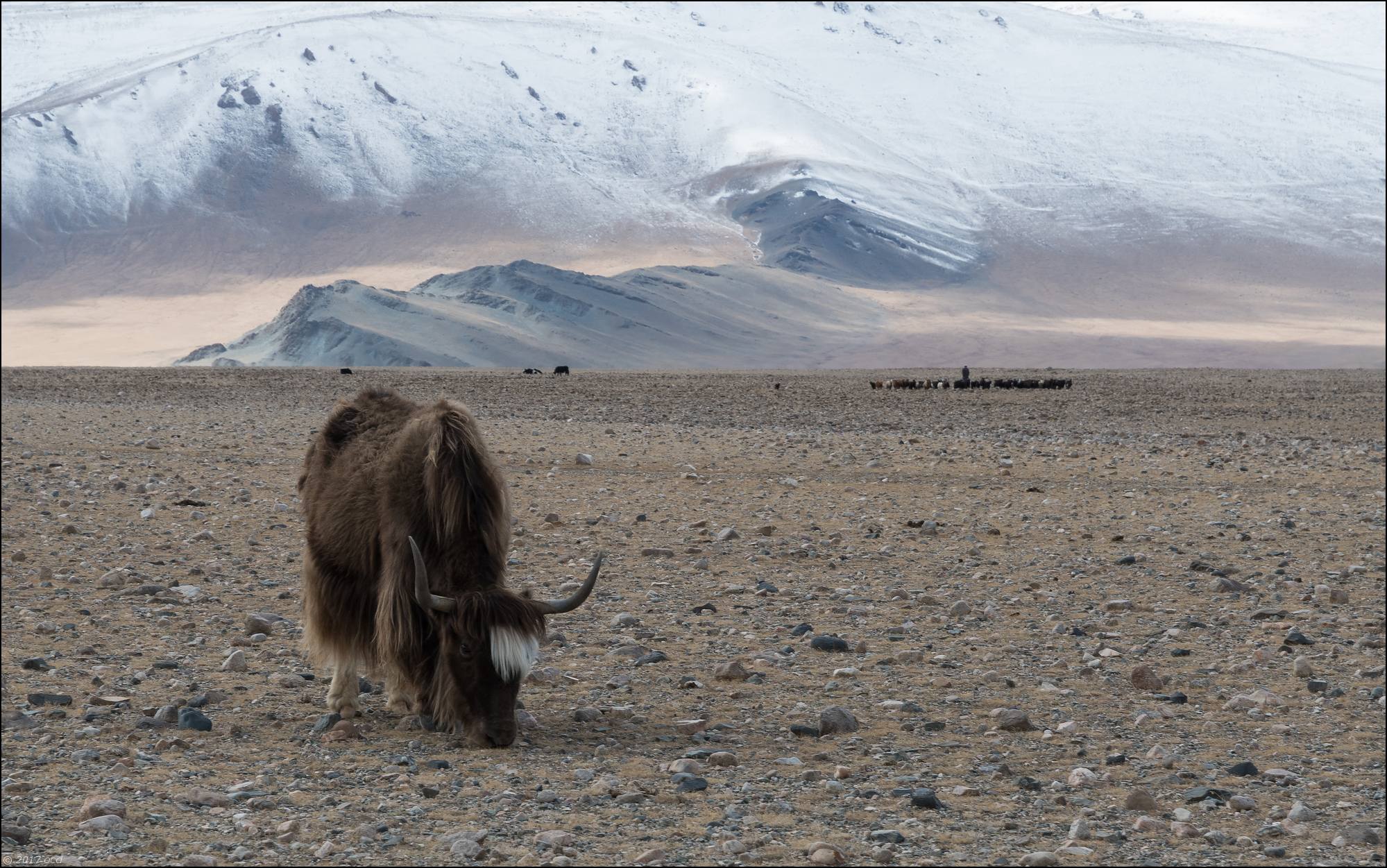 Mongolie-paysage-dix