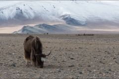 Mongolie-paysage-dix