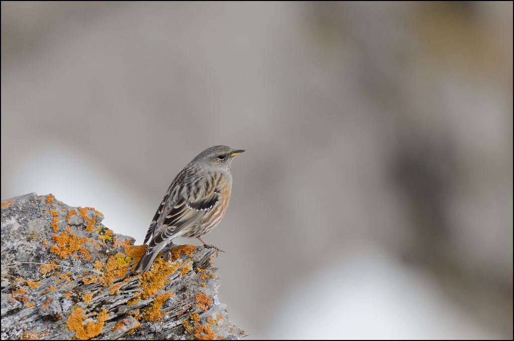 accenteur-alpin-2