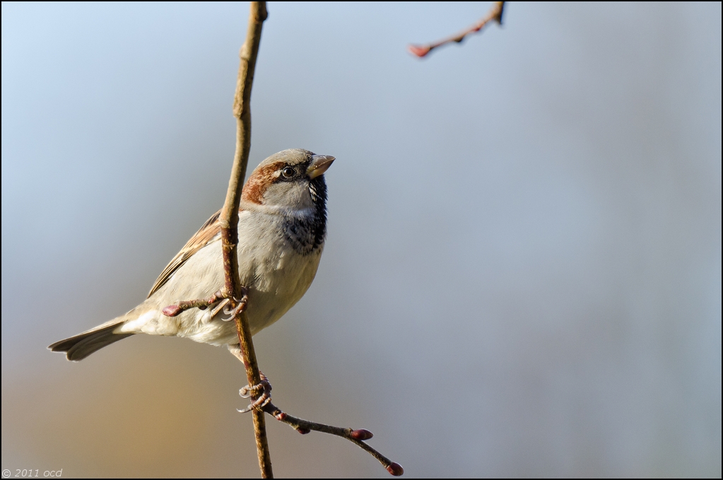 moineau-1