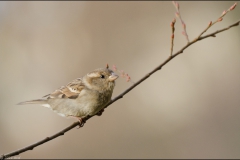 moineau-11-dec-2