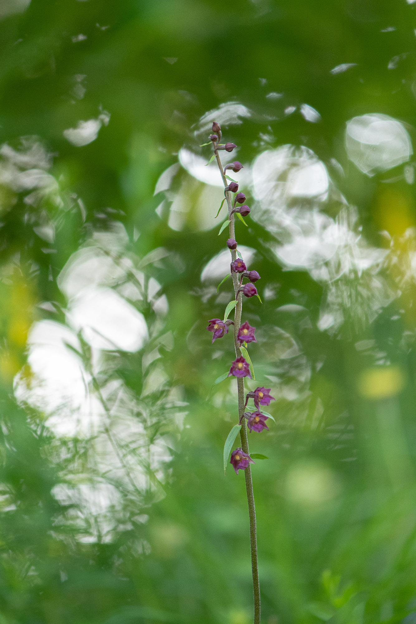 Epipactus pourpre noirâtre