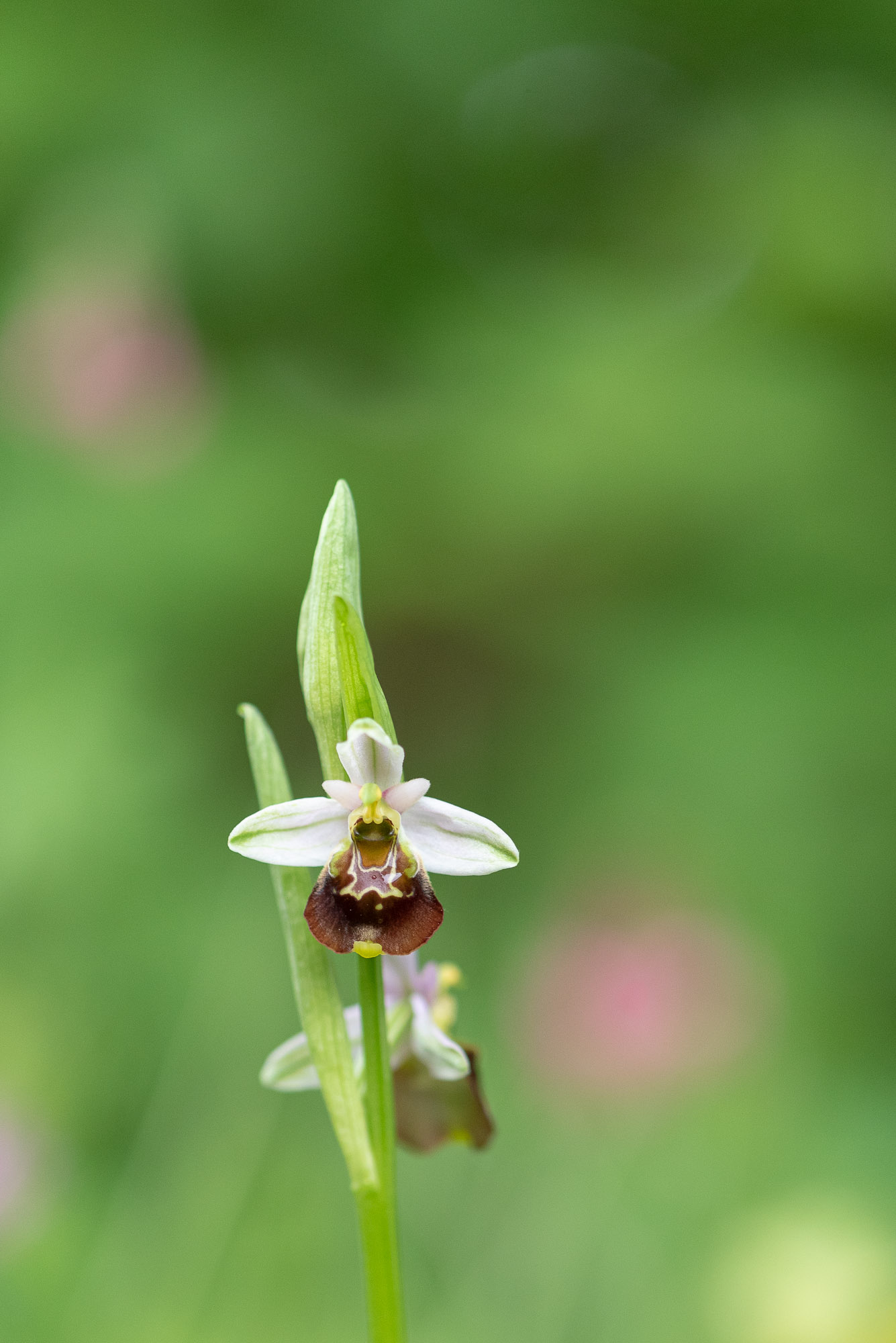 Ophrys-bourdon-deux