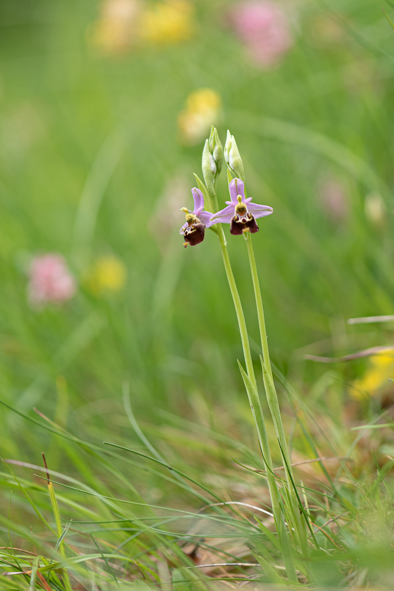 Ophrys bourdon-un