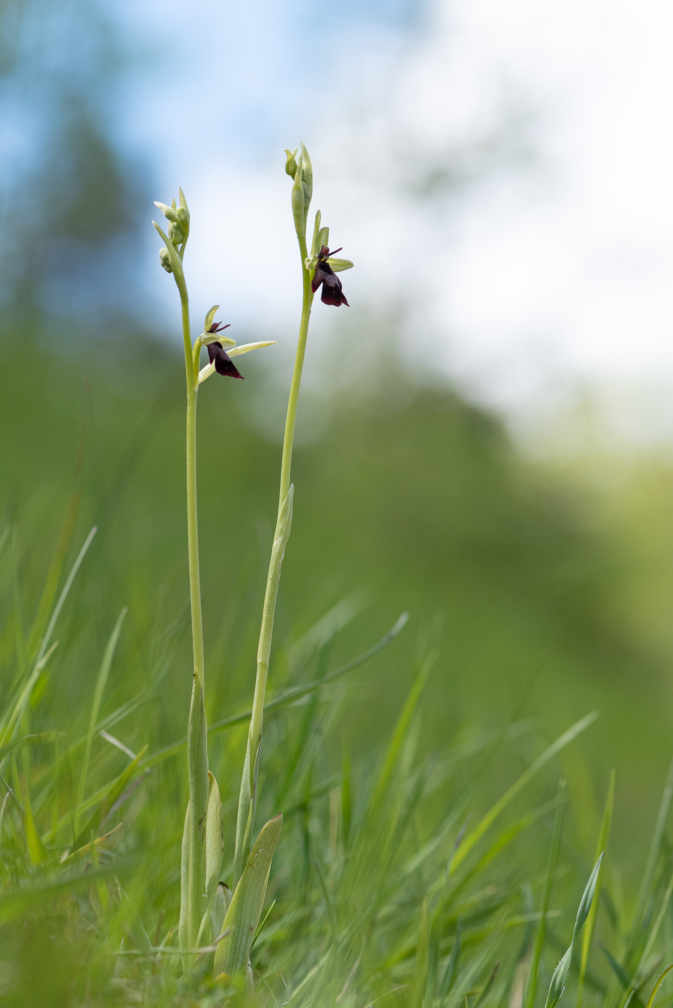 Ophrys-mouche