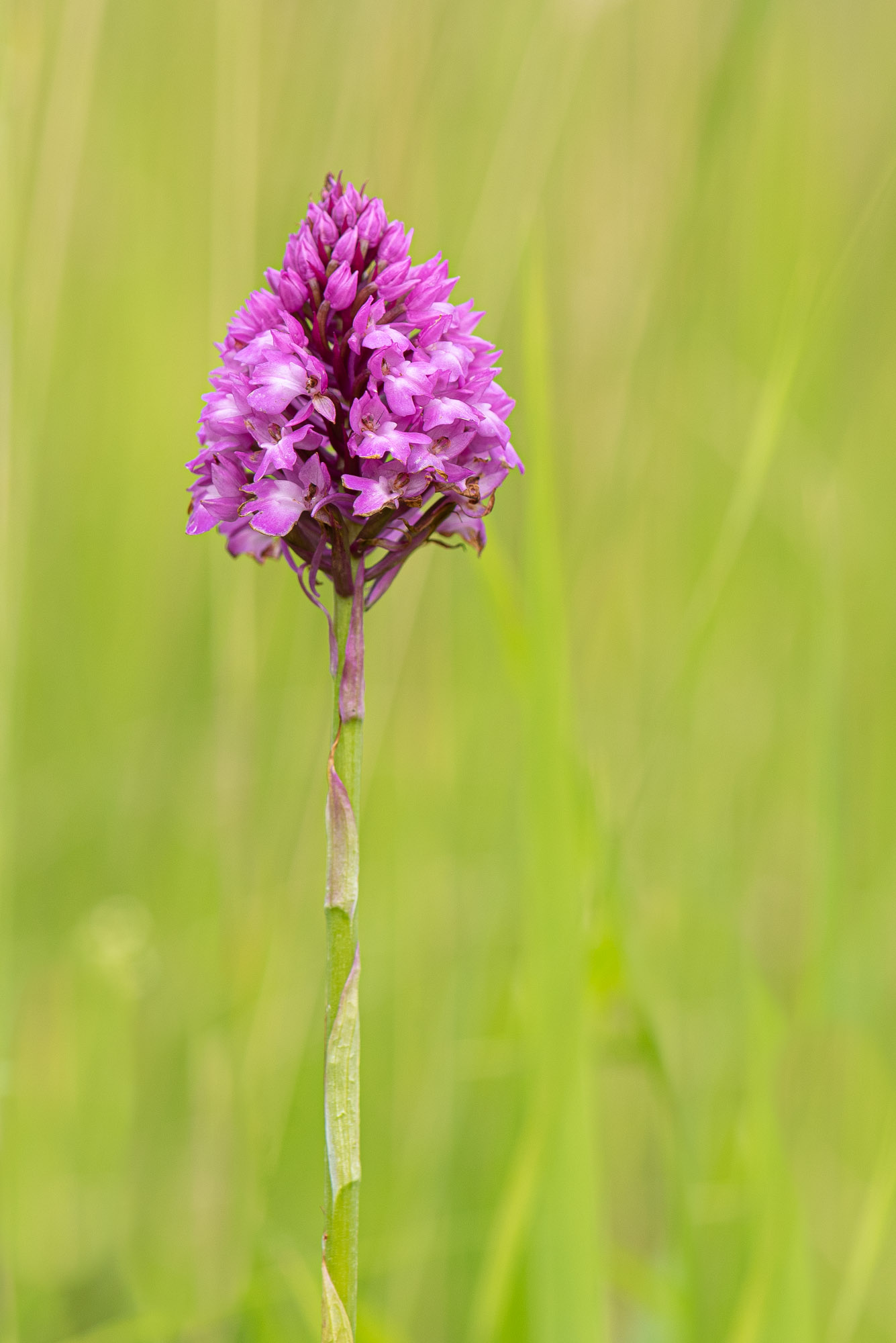 Orchis pyramidal