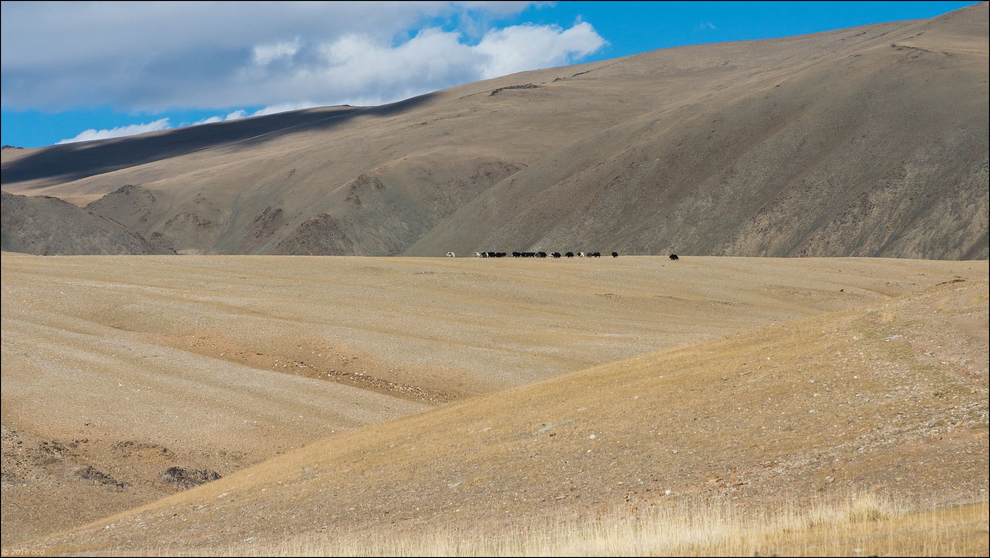 mongolie-2016-paysageyak