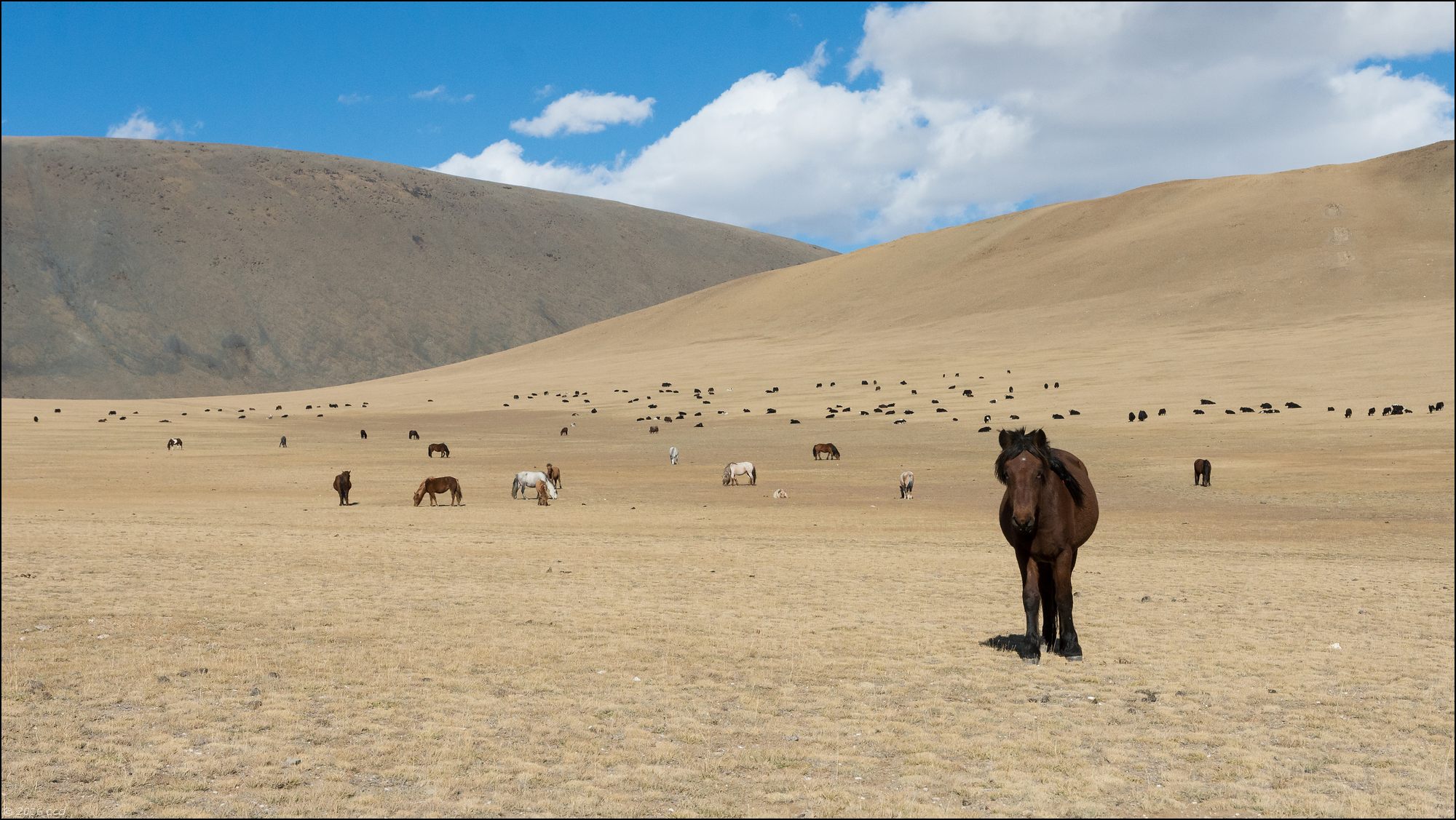 mongolie-2016-paysageyakchevaux