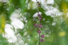 Epipactus pourpre noirâtre