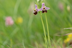 Ophrys bourdon-un