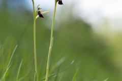 Ophrys-mouche