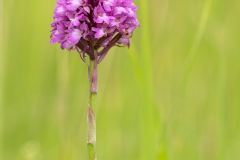 Orchis pyramidal