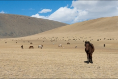 mongolie-2016-paysageyakchevaux