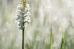 orchidee-contre-jour